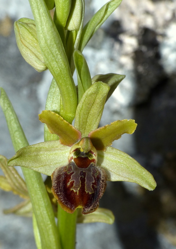 Marsica 2022, Monte Girifalco e Monte Arunzo  Le orchidee e la storia.